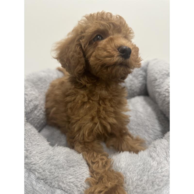 販売中の兵庫県のトイプードル-435078の6枚目