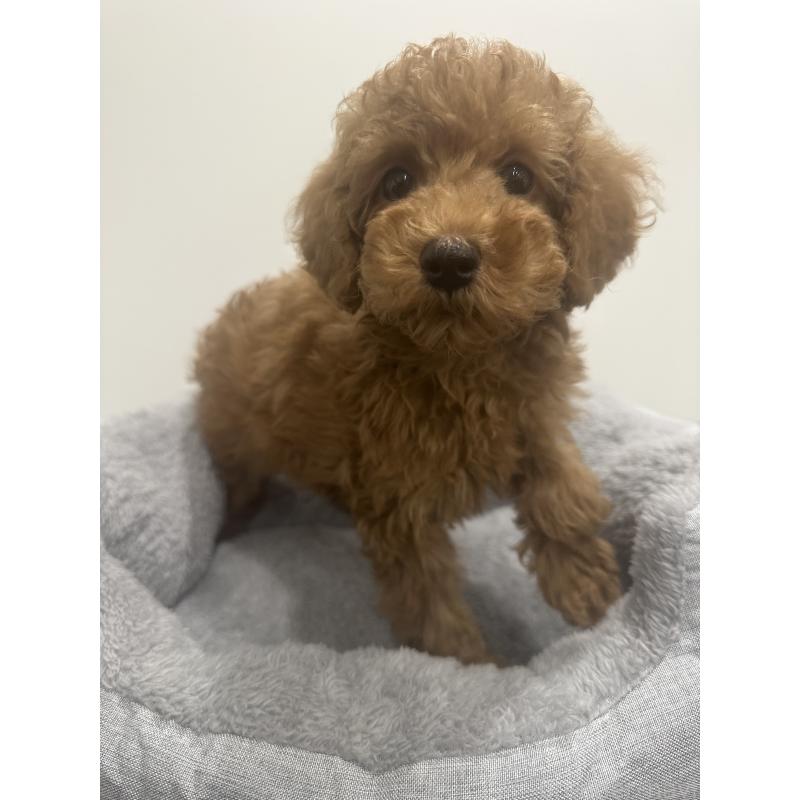 販売中の兵庫県のトイプードル-435078の4枚目