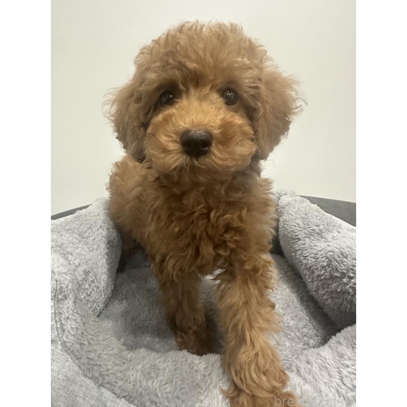 販売中の兵庫県のトイプードル-435078の3枚目