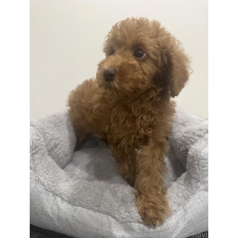 販売中の兵庫県のトイプードル-435078の2枚目