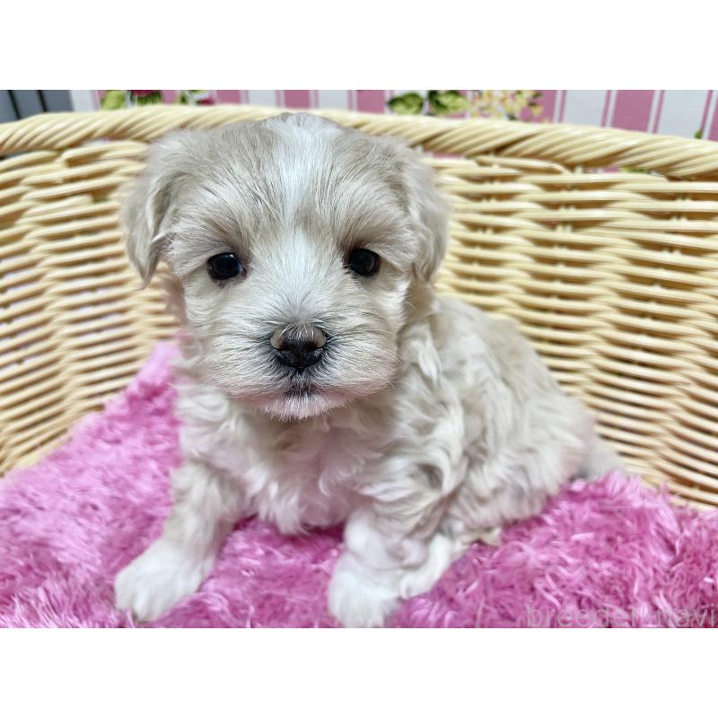 販売中の秋田県のマルプー:マルチーズ×トイプードル-435082の9枚目