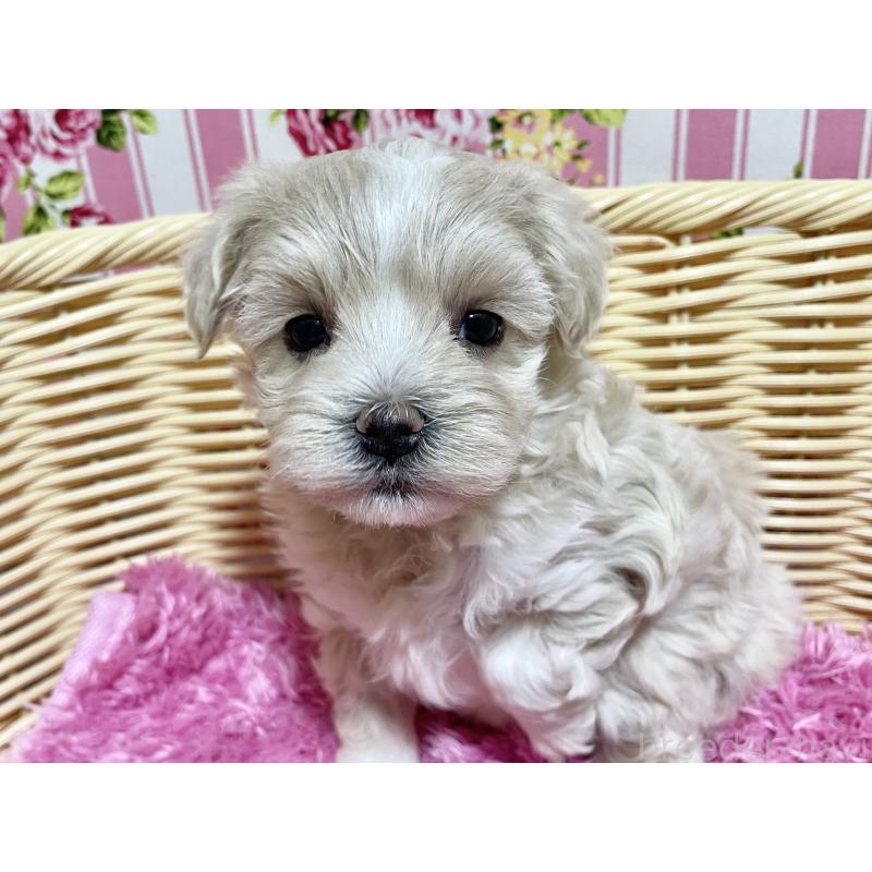 販売中の秋田県のマルプー:マルチーズ×トイプードル-435082の8枚目