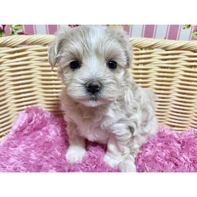 販売中の秋田県のマルプー:マルチーズ×トイプードル-435082