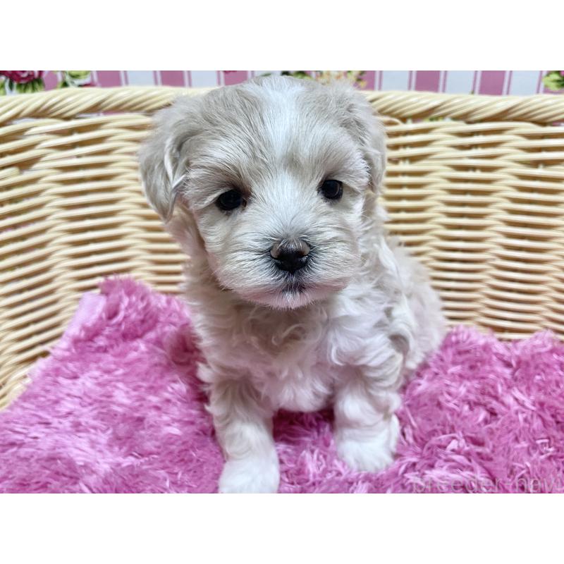 販売中の秋田県のマルプー:マルチーズ×トイプードル-435082の7枚目