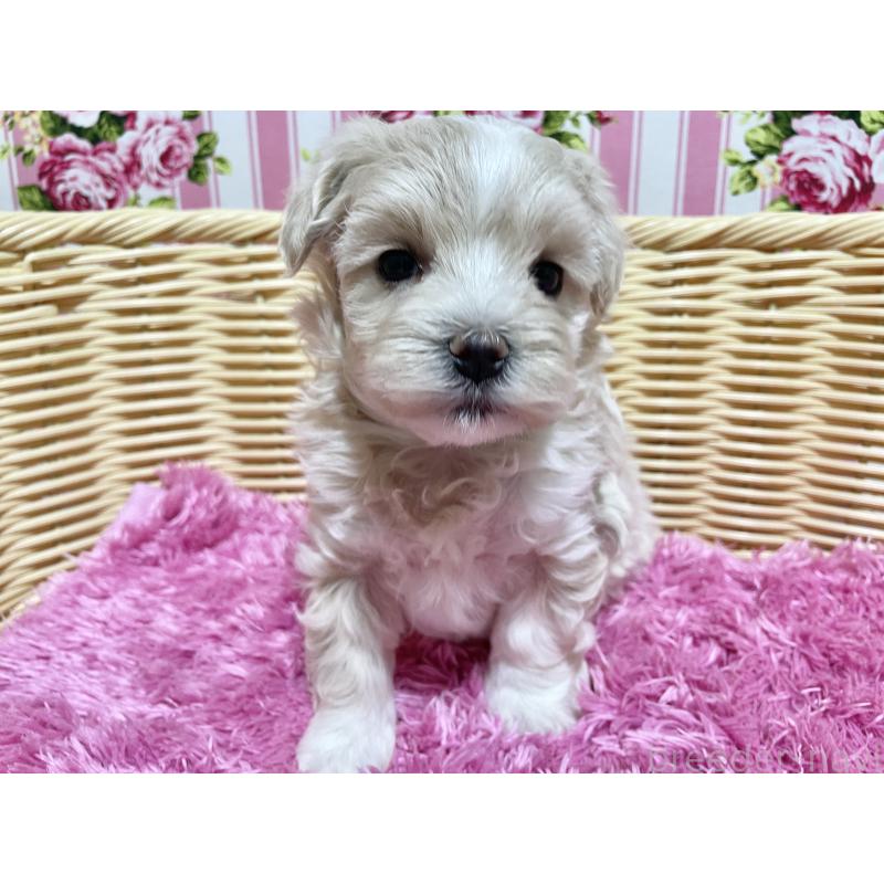 販売中の秋田県のマルプー:マルチーズ×トイプードル-435082の6枚目