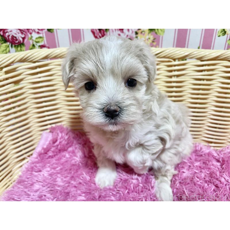 販売中の秋田県のマルプー:マルチーズ×トイプードル-435082の5枚目