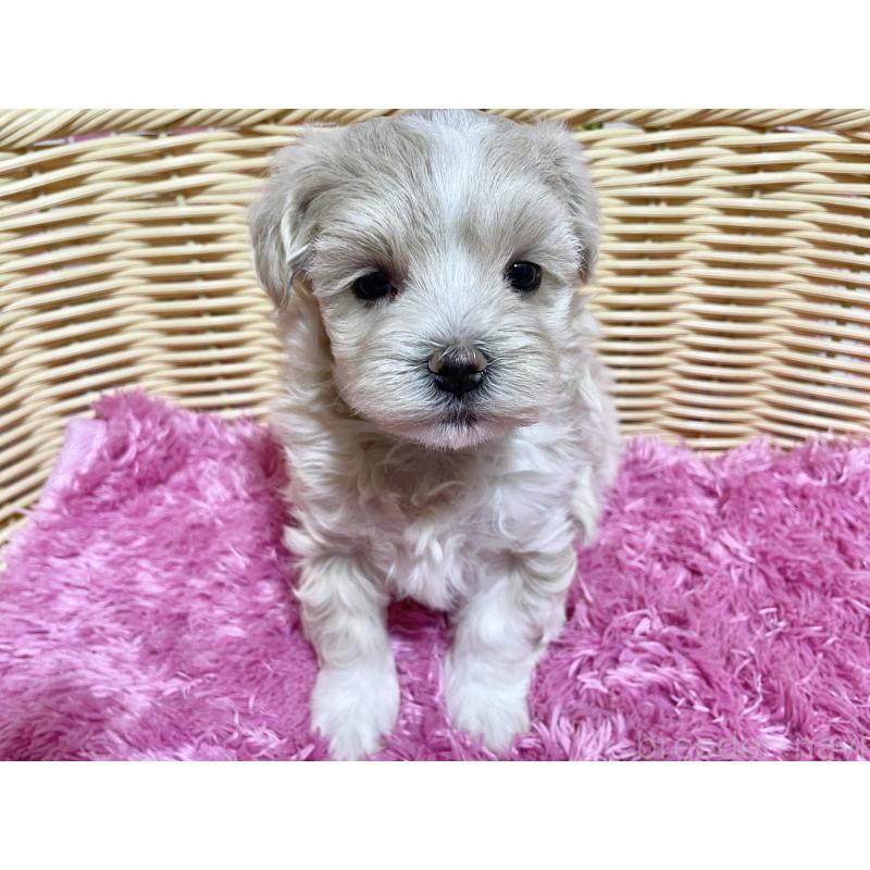 販売中の秋田県のマルプー:マルチーズ×トイプードル-435082の4枚目