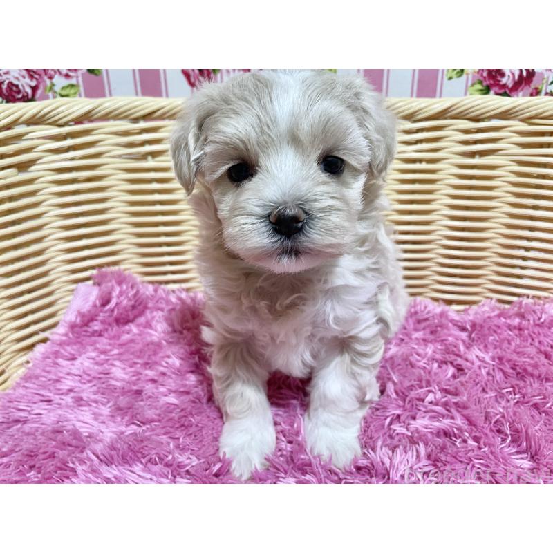 販売中の秋田県のマルプー:マルチーズ×トイプードル-435082の3枚目