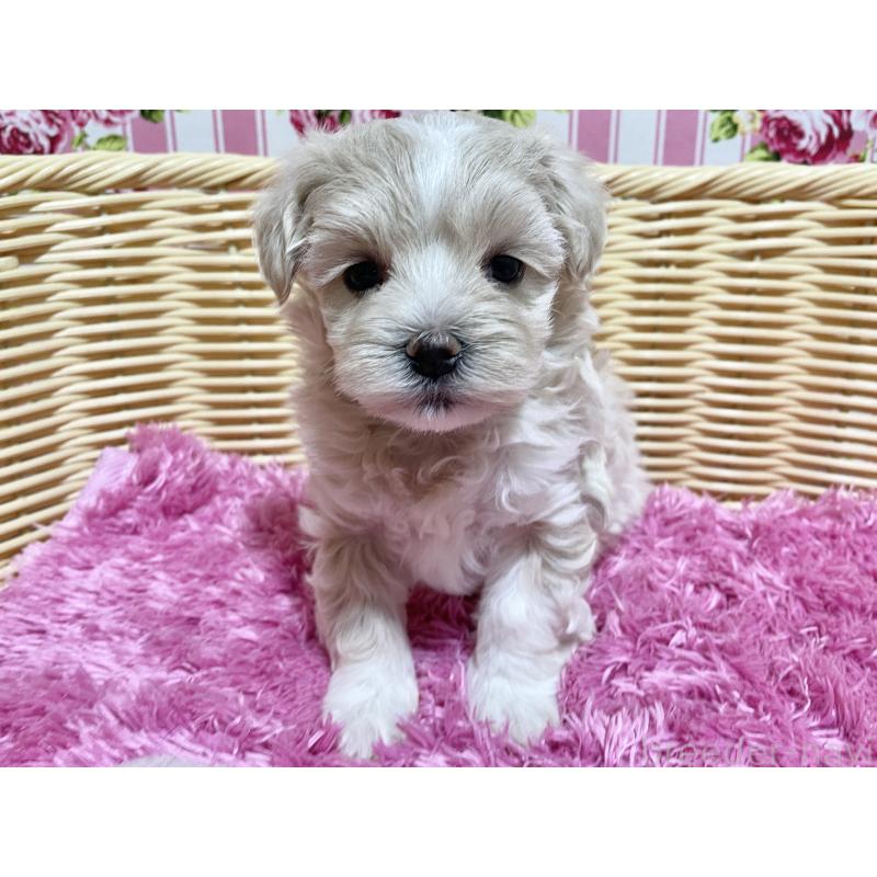 販売中の秋田県のマルプー:マルチーズ×トイプードル-435082の2枚目