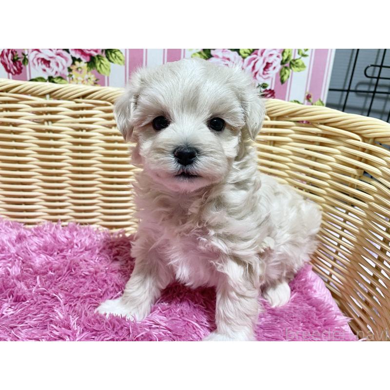販売中の秋田県のマルプー:マルチーズ×トイプードル-435081の9枚目