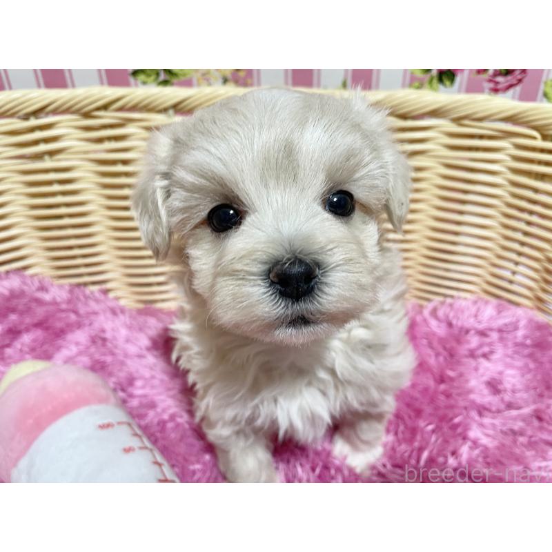 販売中の秋田県のマルプー:マルチーズ×トイプードル-435081の1枚目
