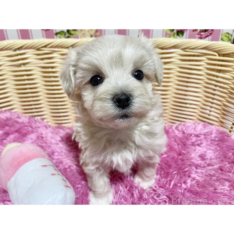 販売中の秋田県のマルプー:マルチーズ×トイプードル-435081の8枚目