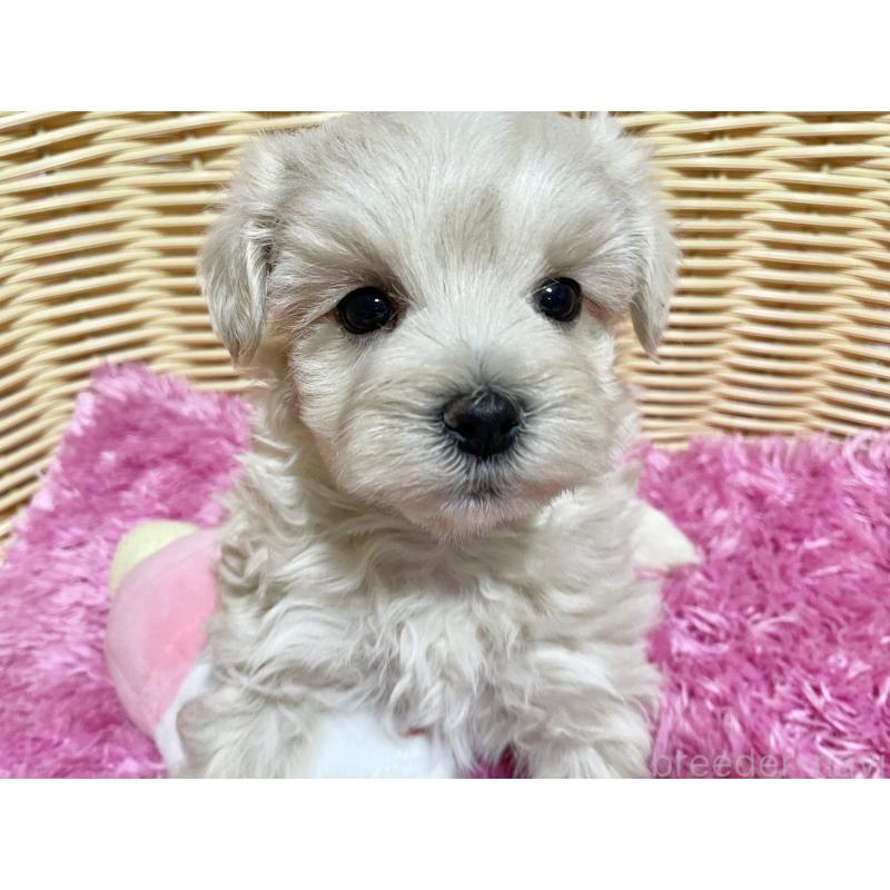 販売中の秋田県のマルプー:マルチーズ×トイプードル-435081の7枚目