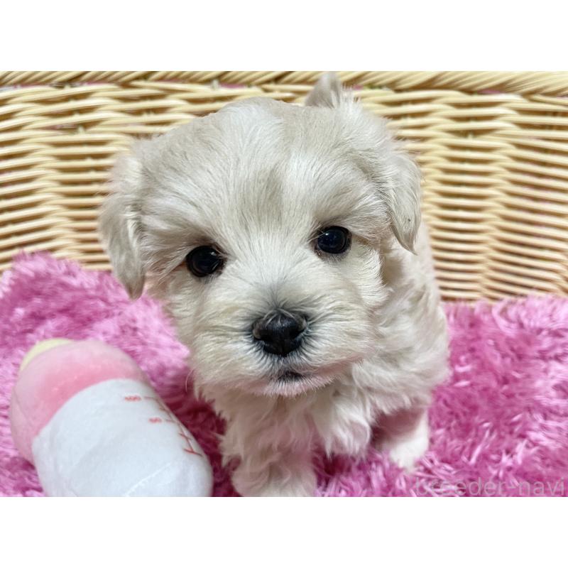 販売中の秋田県のマルプー:マルチーズ×トイプードル-435081の6枚目
