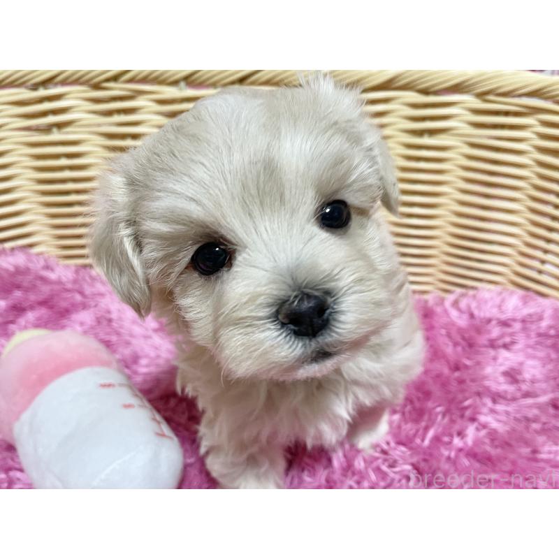 販売中の秋田県のマルプー:マルチーズ×トイプードル-435081の5枚目