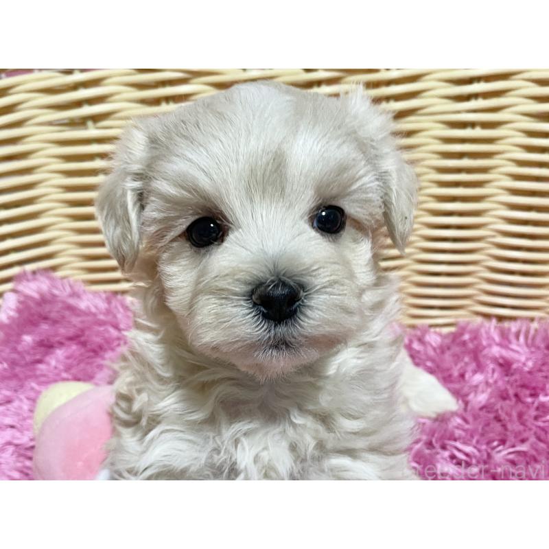 販売中の秋田県のマルプー:マルチーズ×トイプードル-435081の4枚目