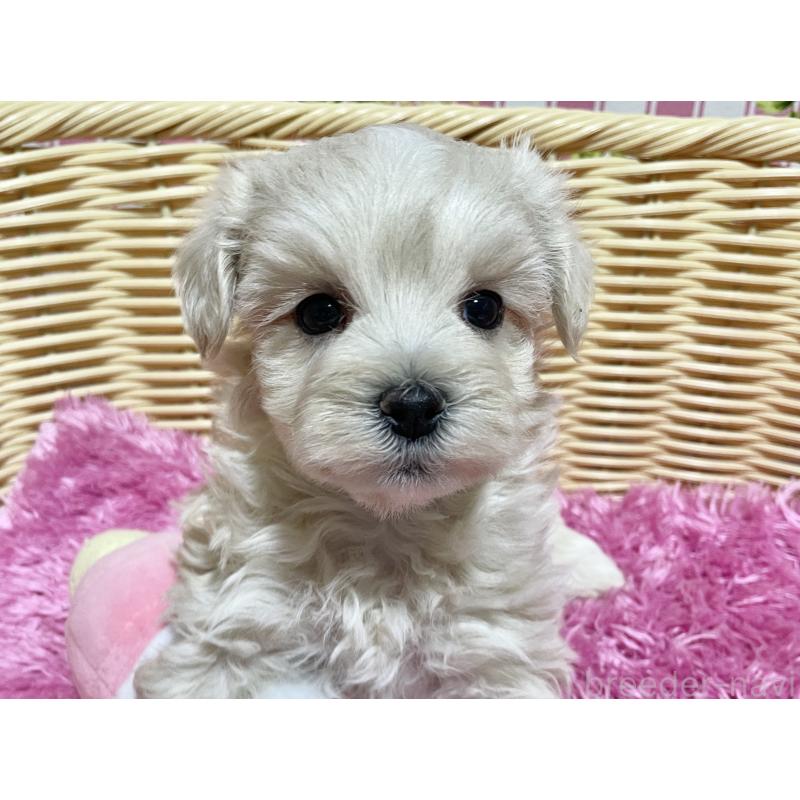 販売中の秋田県のマルプー:マルチーズ×トイプードル-435081の3枚目