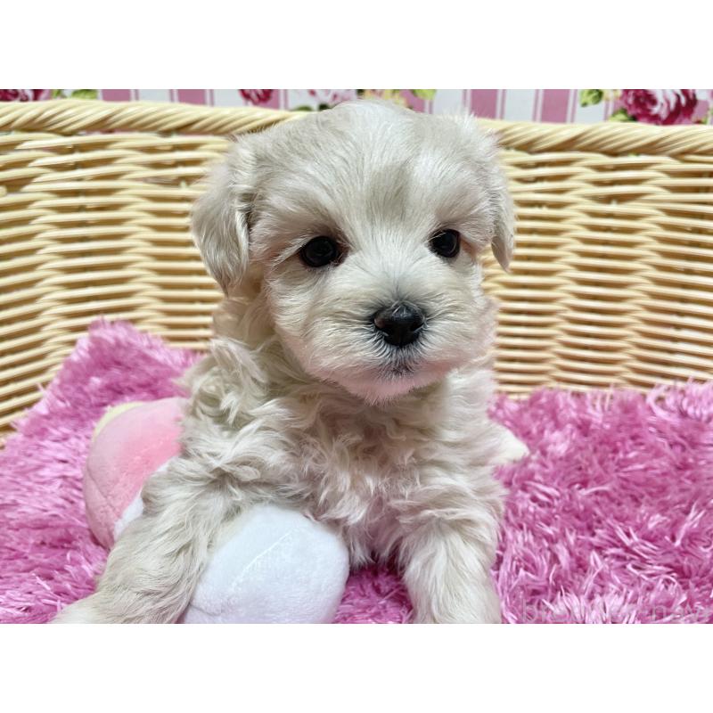 販売中の秋田県のマルプー:マルチーズ×トイプードル-435081の2枚目