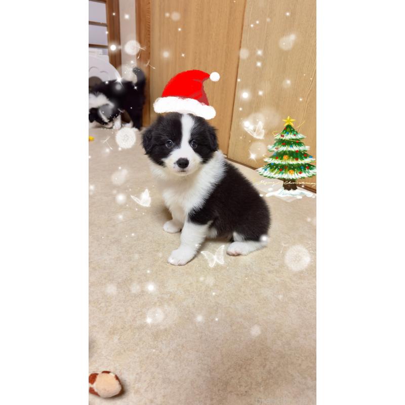 販売中の岐阜県のボーダーコリー-429850