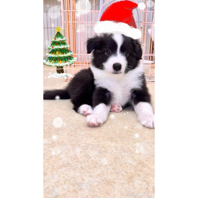 販売中の岐阜県のボーダーコリー-429851