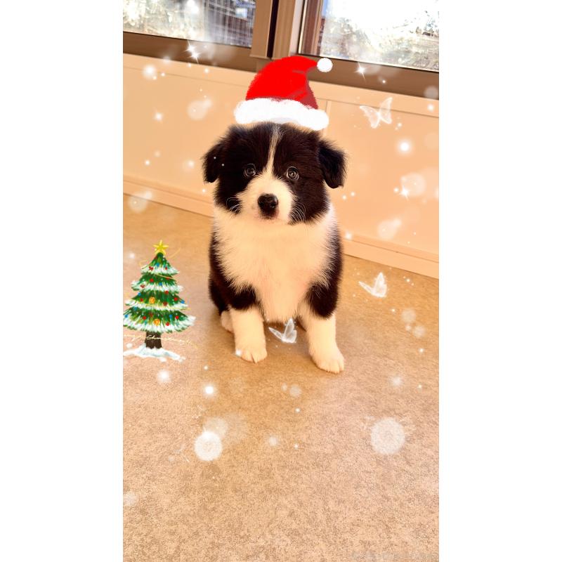 販売中の岐阜県のボーダーコリー-429853