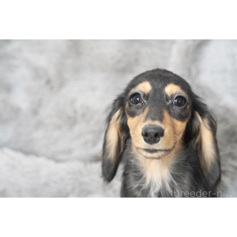 販売中の滋賀県のカニンヘンダックスフンド(ロングヘアード)-431218の14枚目