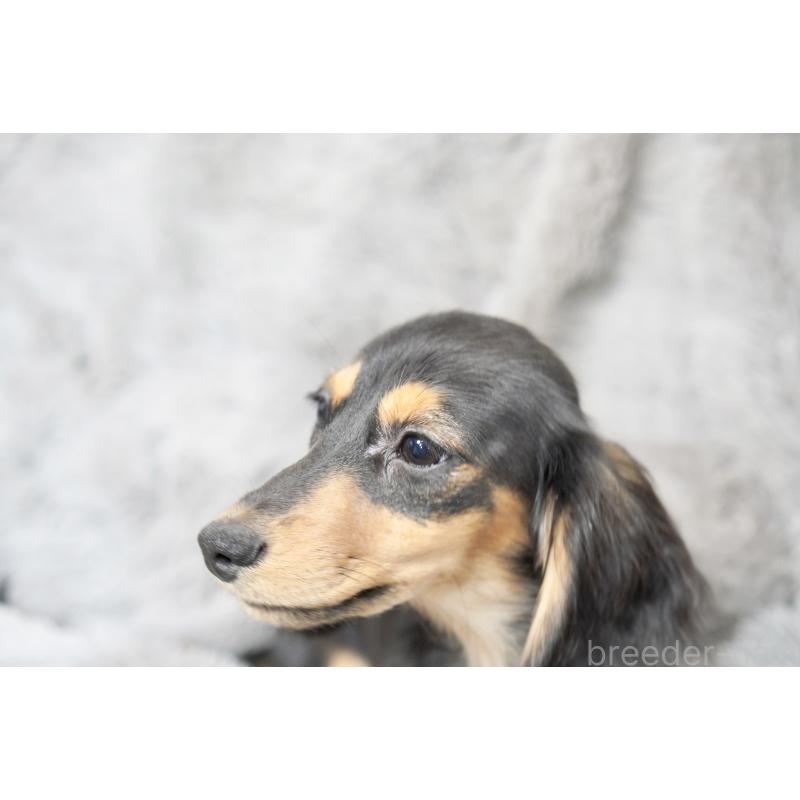 販売中の滋賀県のカニンヘンダックスフンド(ロングヘアード)-431218の13枚目