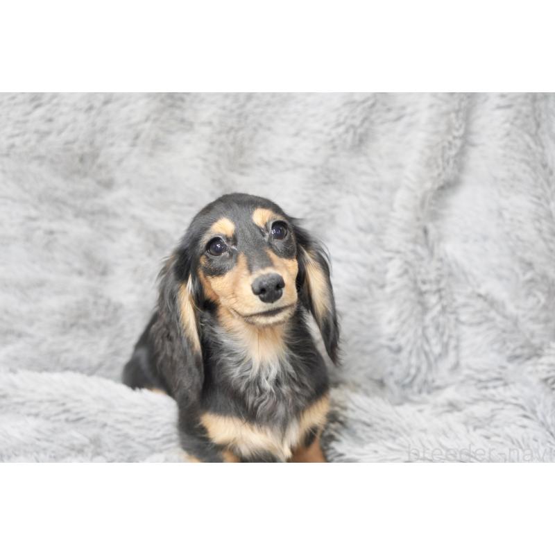 販売中の滋賀県のカニンヘンダックスフンド(ロングヘアード)-431218の12枚目