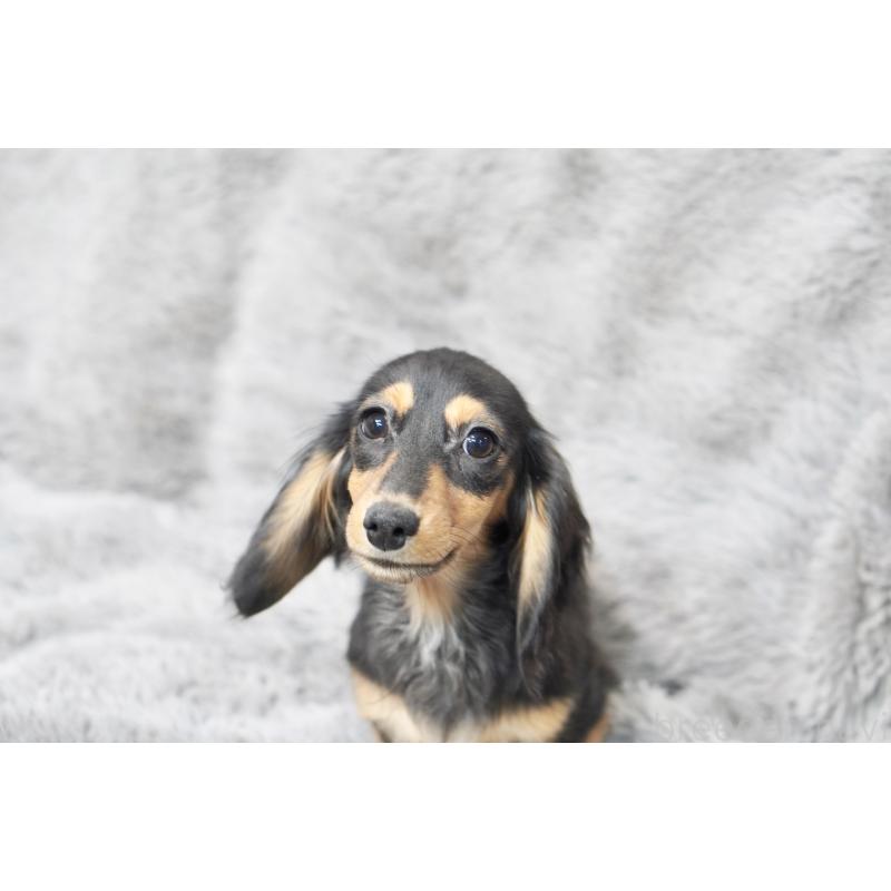 販売中の滋賀県のカニンヘンダックスフンド(ロングヘアード)-431218の10枚目