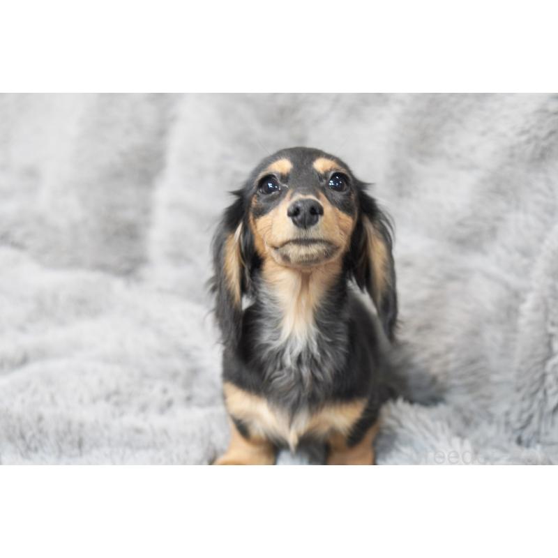 販売中の滋賀県のカニンヘンダックスフンド(ロングヘアード)-431218の9枚目