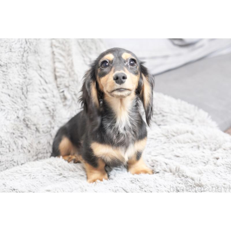 販売中の滋賀県のカニンヘンダックスフンド(ロングヘアード)-431218の8枚目