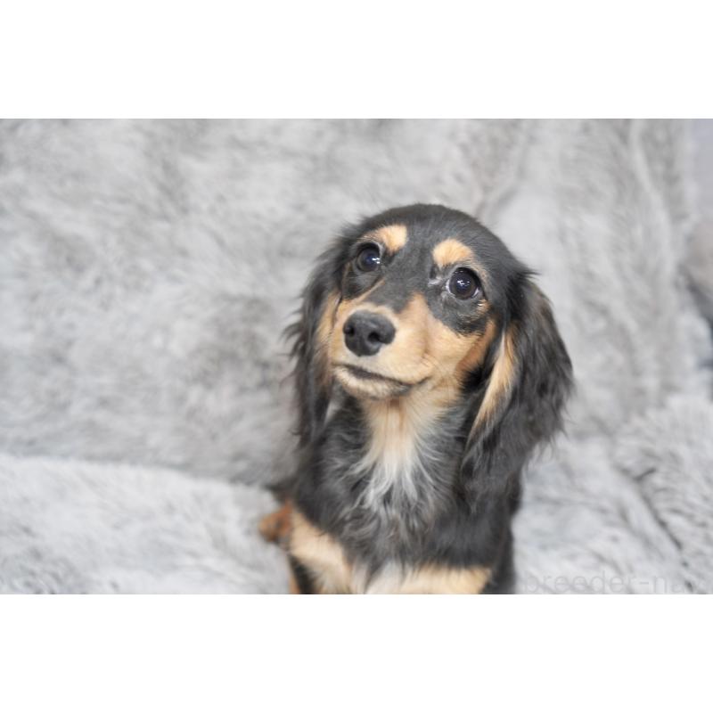 販売中の滋賀県のカニンヘンダックスフンド(ロングヘアード)-431218の7枚目