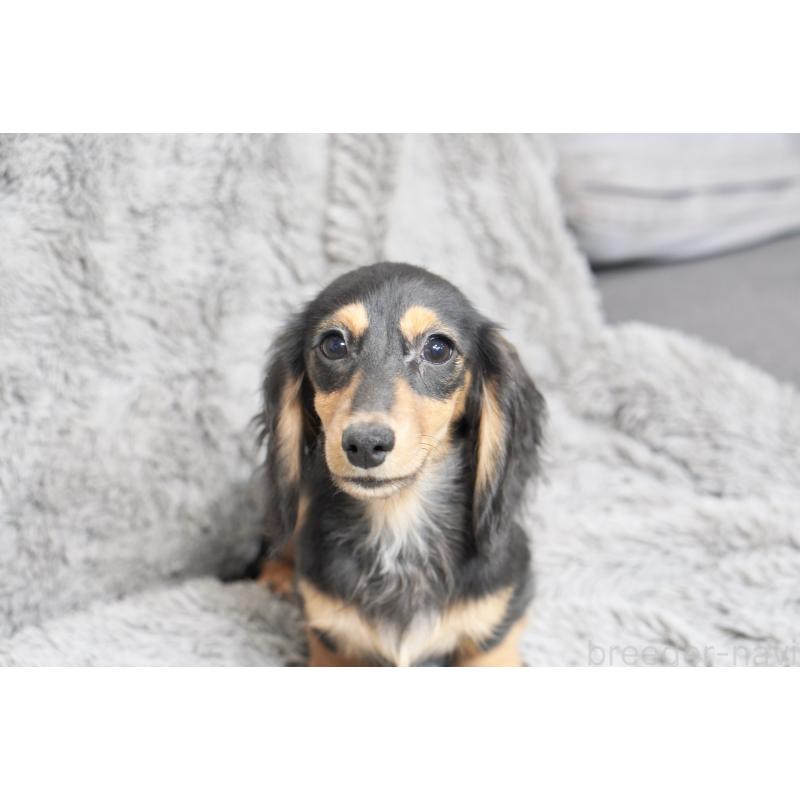 販売中の滋賀県のカニンヘンダックスフンド(ロングヘアード)-431218の5枚目