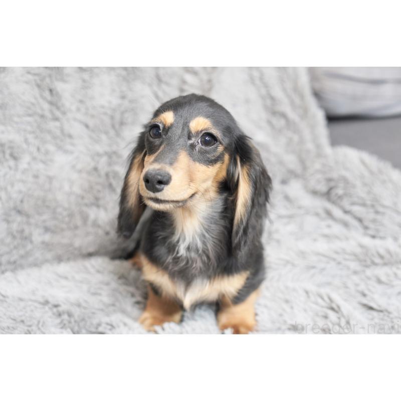 販売中の滋賀県のカニンヘンダックスフンド(ロングヘアード)-431218の4枚目