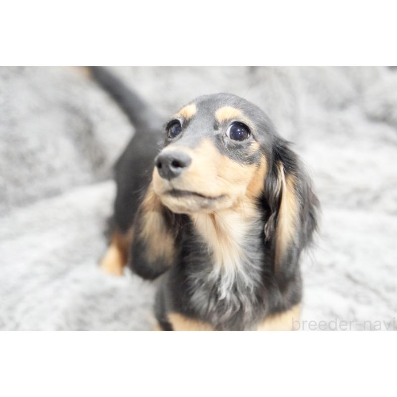 販売中の滋賀県のカニンヘンダックスフンド(ロングヘアード)-431218の3枚目