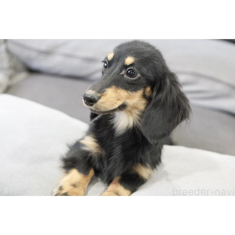 販売中の滋賀県のカニンヘンダックスフンド(ロングヘアード)-400204の14枚目