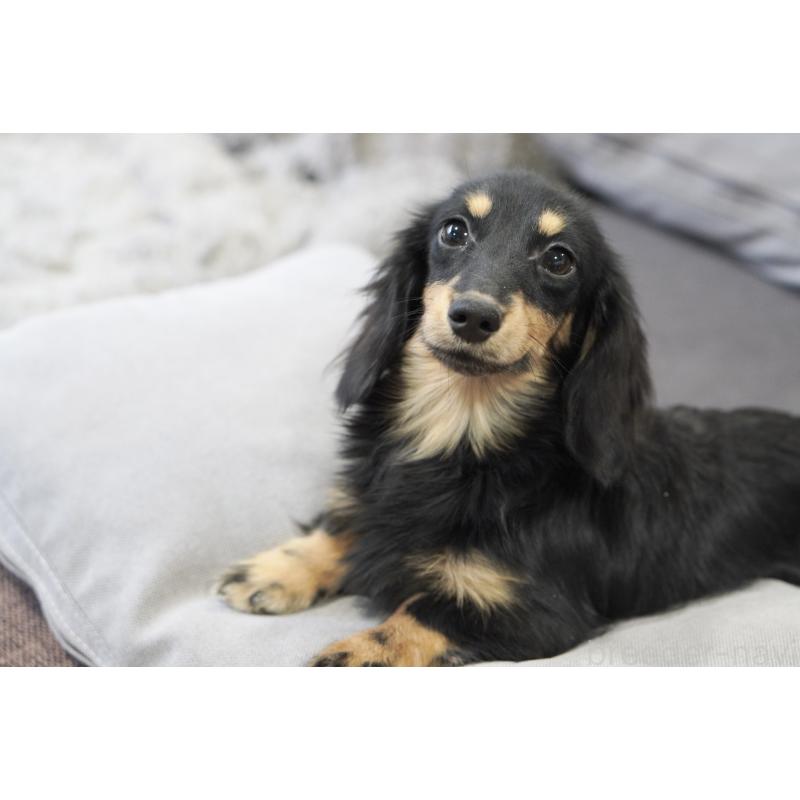 販売中の滋賀県のカニンヘンダックスフンド(ロングヘアード)-400204の13枚目