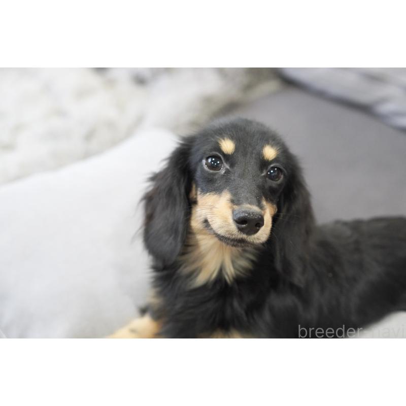 販売中の滋賀県のカニンヘンダックスフンド(ロングヘアード)-400204の12枚目