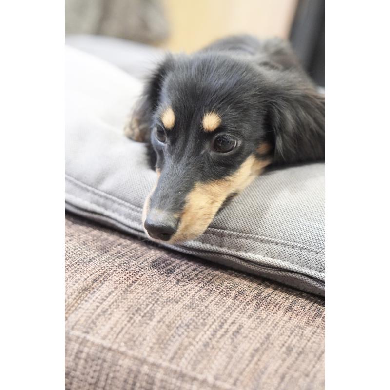 販売中の滋賀県のカニンヘンダックスフンド(ロングヘアード)-400204の11枚目