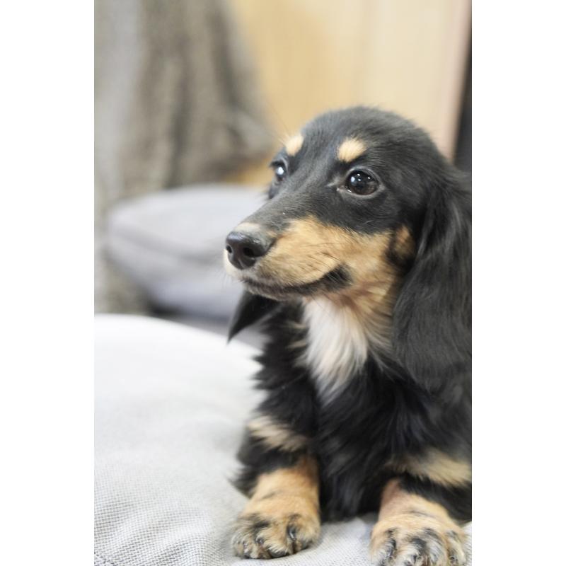 販売中の滋賀県のカニンヘンダックスフンド(ロングヘアード)-400204の10枚目