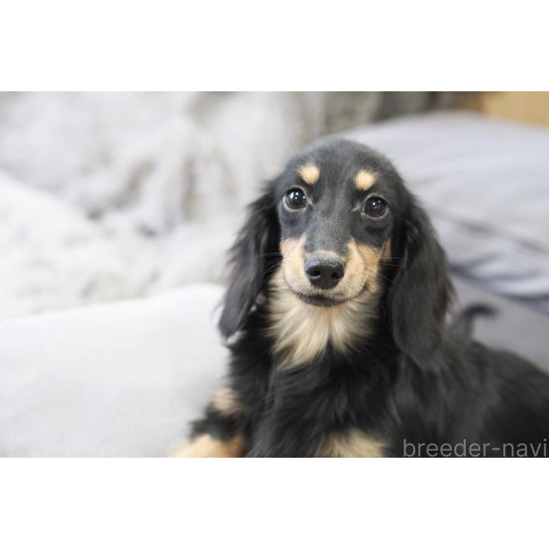 販売中の滋賀県のカニンヘンダックスフンド(ロングヘアード)-400204の9枚目