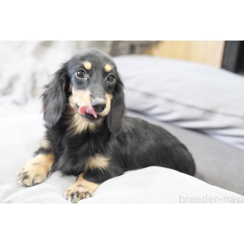 販売中の滋賀県のカニンヘンダックスフンド(ロングヘアード)-400204の8枚目