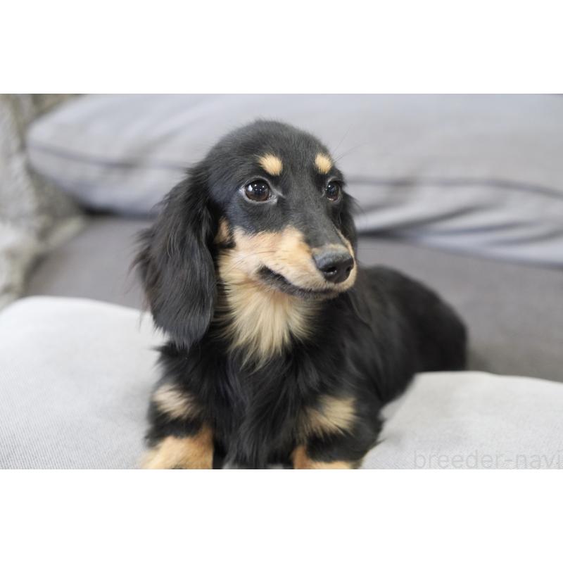 販売中の滋賀県のカニンヘンダックスフンド(ロングヘアード)-400204の7枚目