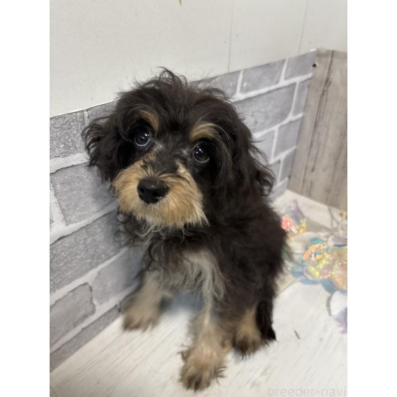 販売中の東京都のキャバプー:キャバリア×トイプードル-412919の8枚目