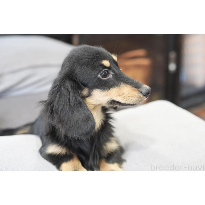 販売中の滋賀県のカニンヘンダックスフンド(ロングヘアード)-400204の6枚目