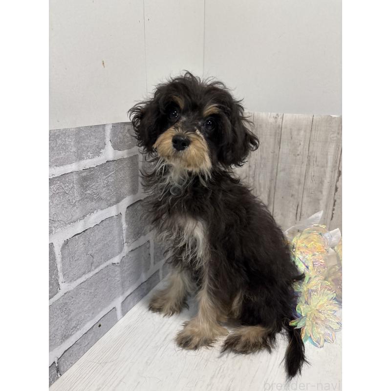 販売中の東京都のキャバプー:キャバリア×トイプードル-412919の7枚目