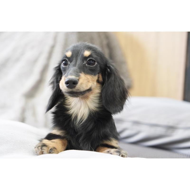 販売中の滋賀県のカニンヘンダックスフンド(ロングヘアード)-400204の4枚目