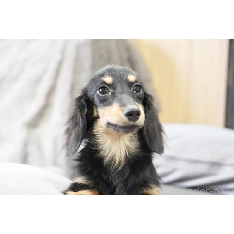 販売中の滋賀県のカニンヘンダックスフンド(ロングヘアード)-400204の3枚目