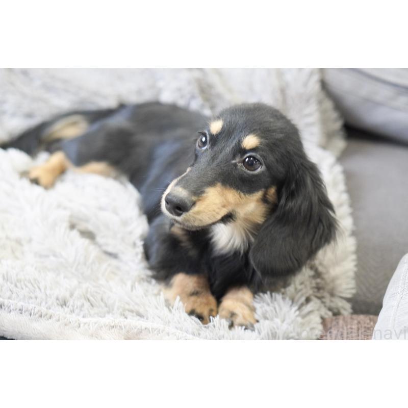 販売中の滋賀県のカニンヘンダックスフンド(ロングヘアード)-400204の2枚目