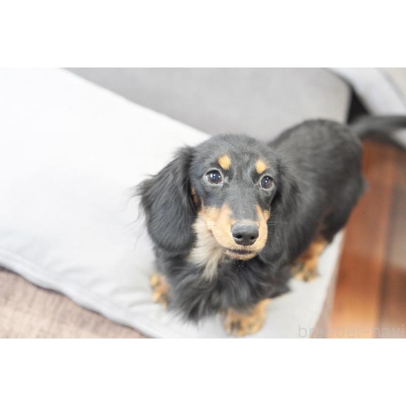 販売中の滋賀県のカニンヘンダックスフンド(ロングヘアード)-400209の5枚目